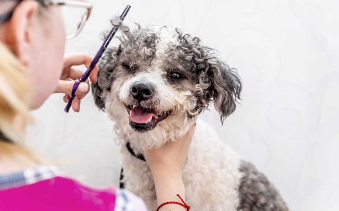 How Do You Boost Your Pet Grooming Career and Stay at the Top?