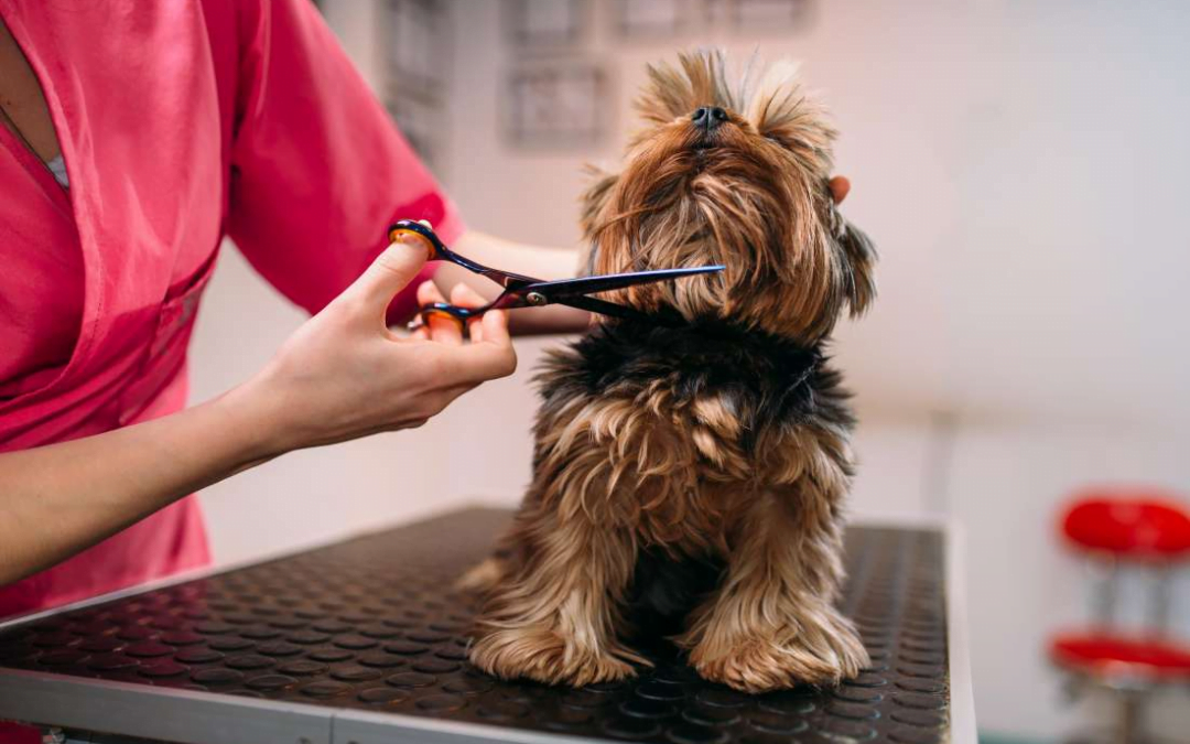 Stress-Free Pet Care: How Mobile Pet Grooming Benefits Anxious Dogs