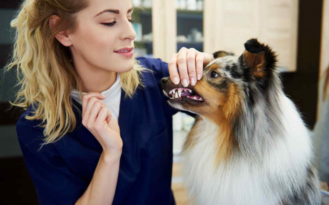 Dog Dental Care: Unveiling Secrets From a Professional Dog Salon in Chicago