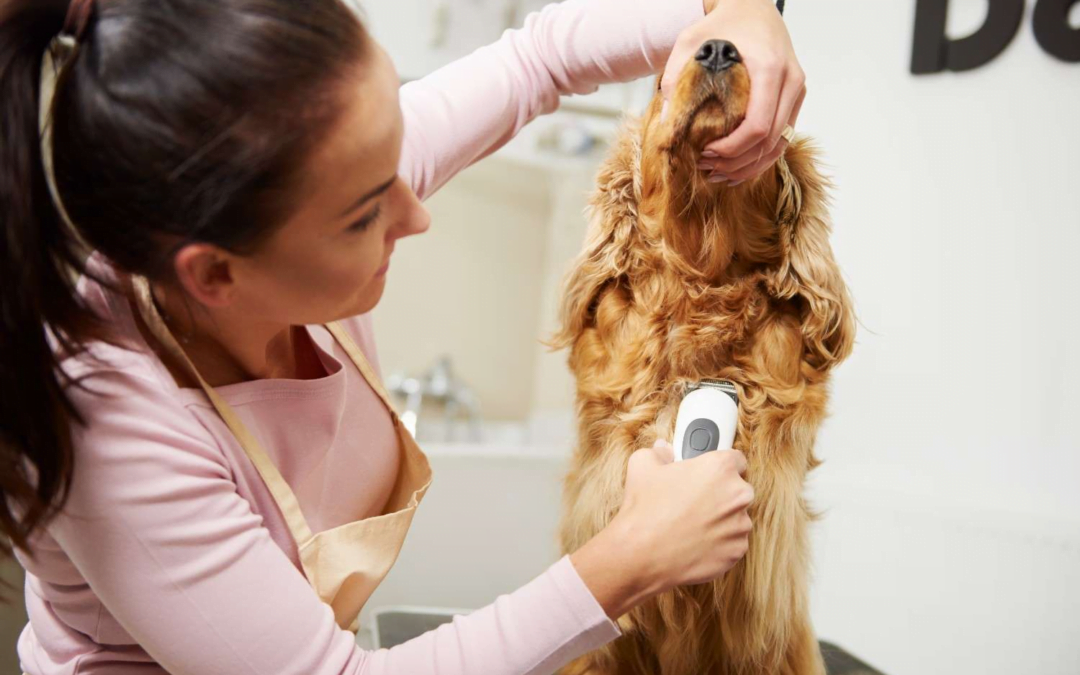 Pet Grooming and Wellness: Tips for Keeping Your Furry Friend in Top Shape