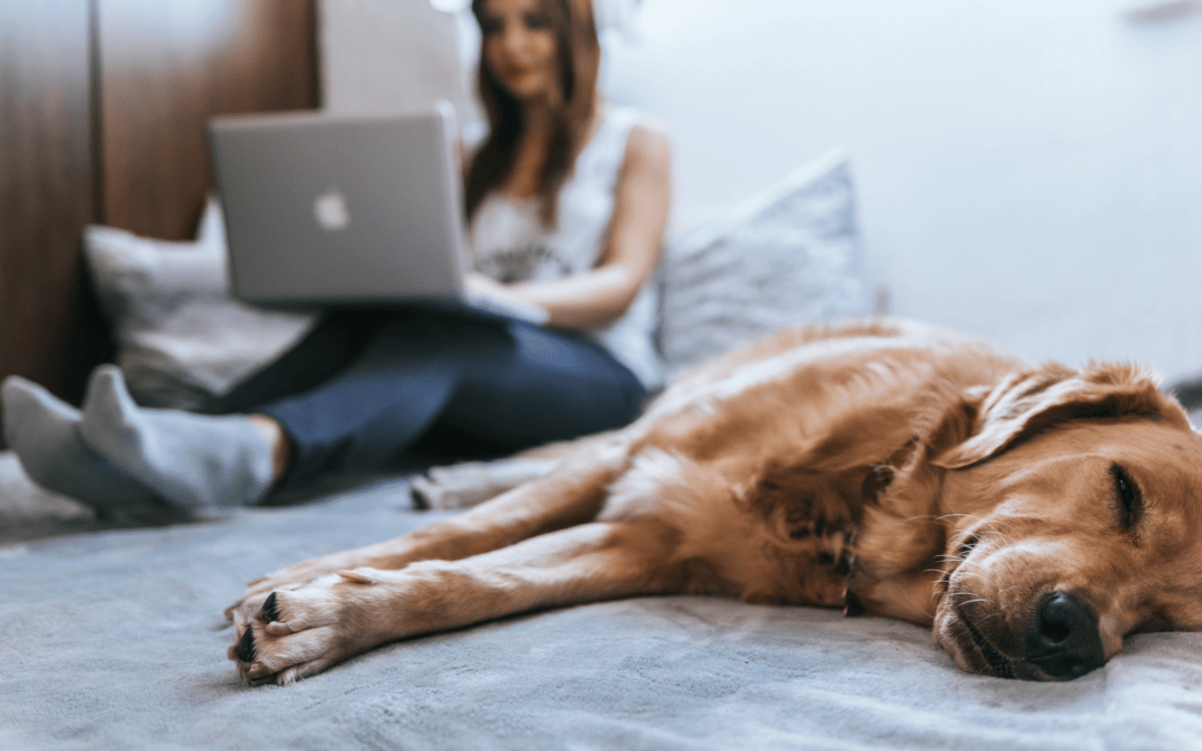 Using Technology to Improve Your Pet Care Business