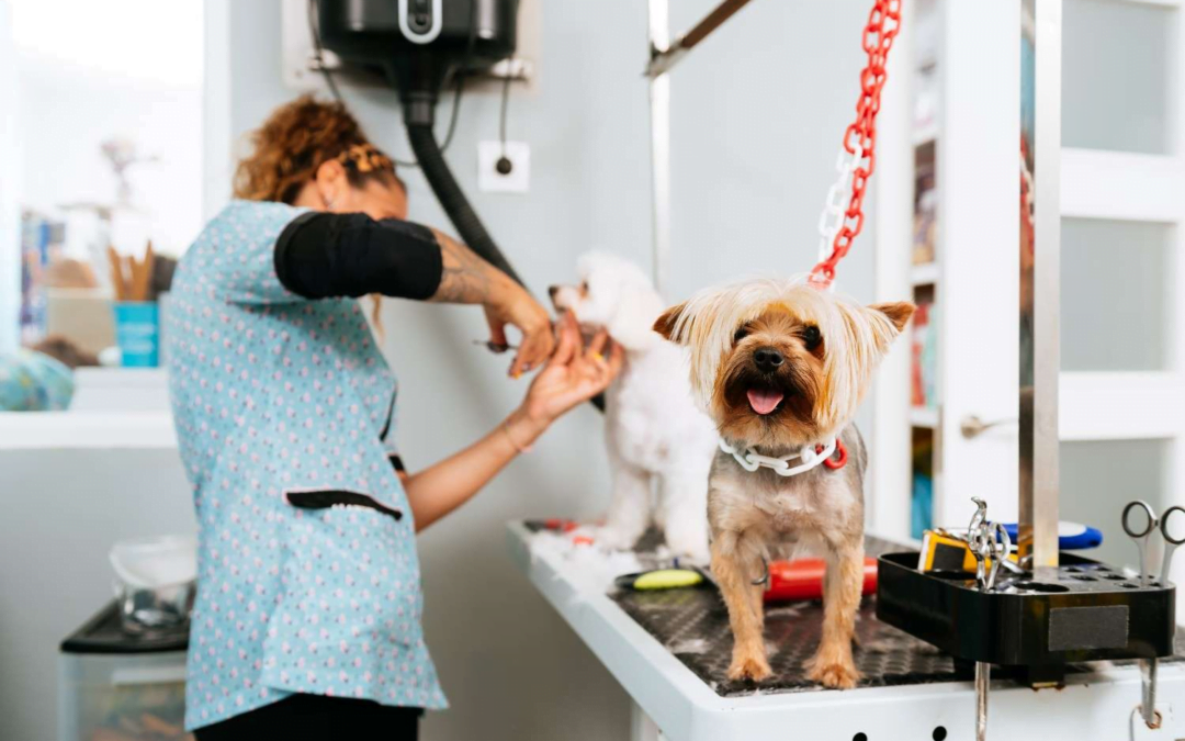 How Do You Make Your Pet Grooming Salon the Best Place for Pets?