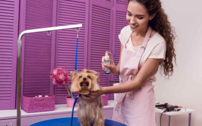 Pet Grooming in Chicago: The Benefits of Taking Your Business Online