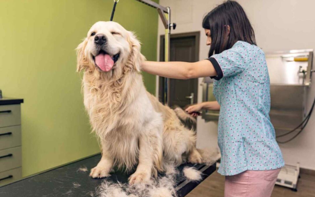 Beyond Pet Grooming: Building Client Connections for Tip Success