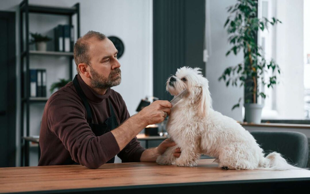 Meet-and-Greet: 6 Essential Questions to Ask Pet Groomers