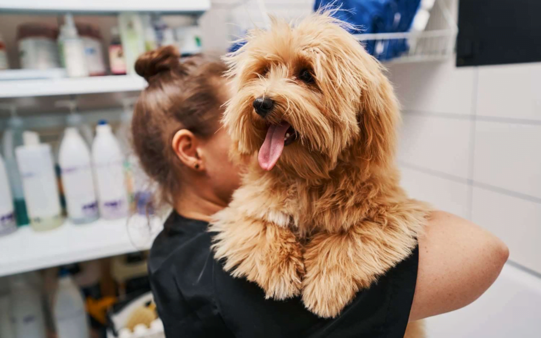 Year-Round Care: Seasonal Pet Grooming Tips for Goldendoodles