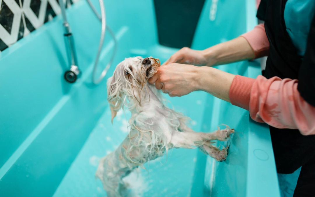 The Consequences of Skipping Dog Baths: Know from Pet Groomers