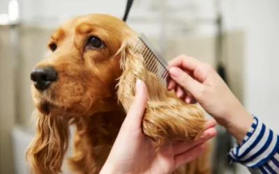 Tips to build lasting client relationships in pet grooming business