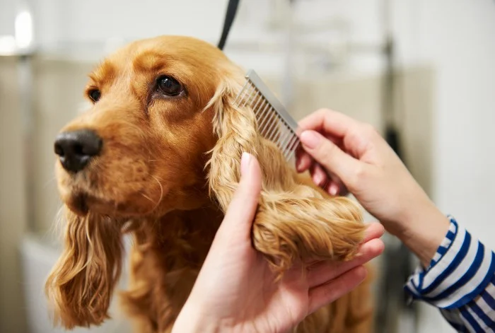 Pet Grooming, A Love And Loyalty Pet Grooming