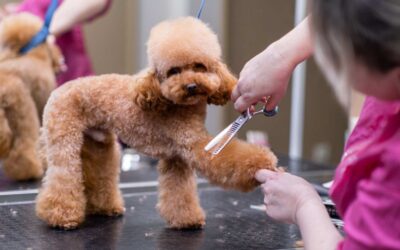 The Importance of Tool Maintenance for Pet Groomers