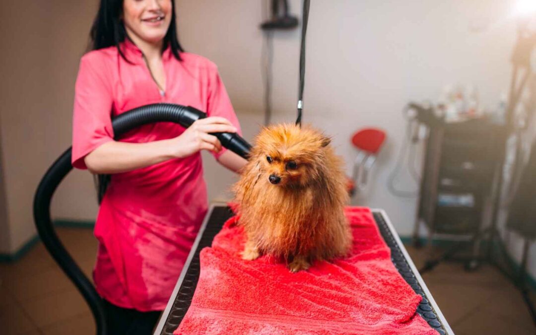 Deck the Paws: Hacks to Keep Your Grooming Business Merry