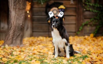 Thanksgiving Thankfulness: Why Discount Codes in Pet Grooming Are a Win-Win?