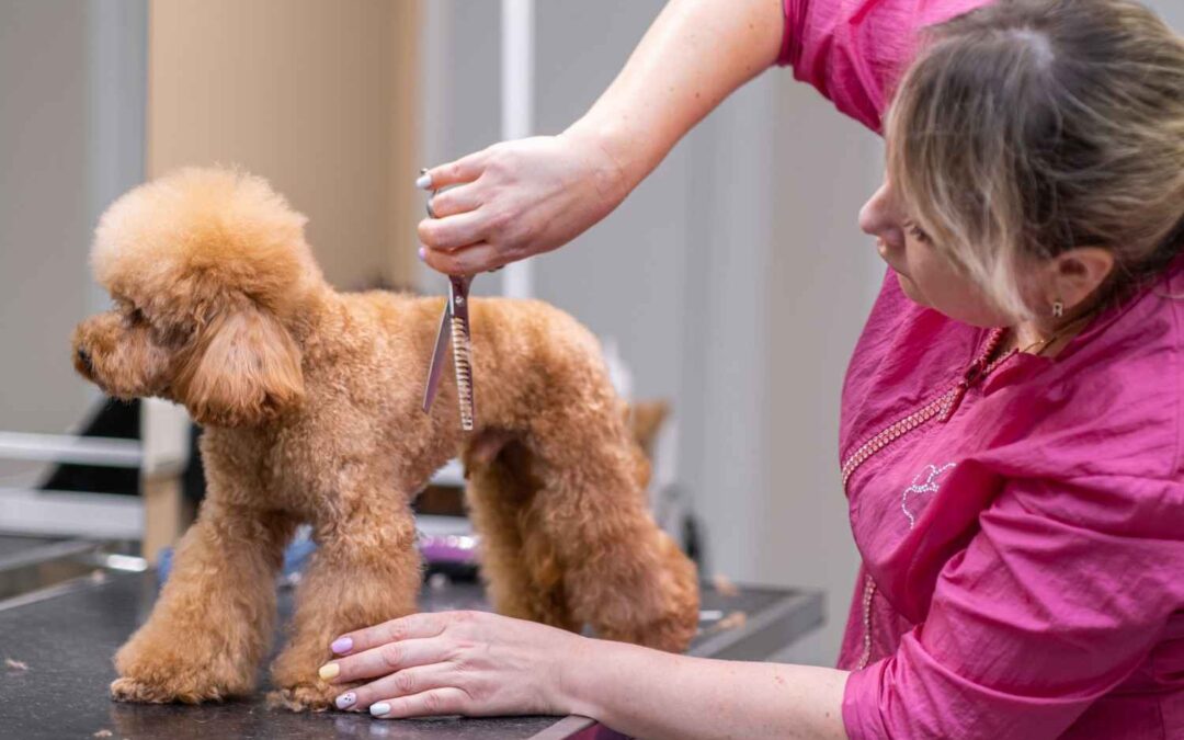 Simplifying Pet Care: Booking Multi-Pet Grooming with PawCare