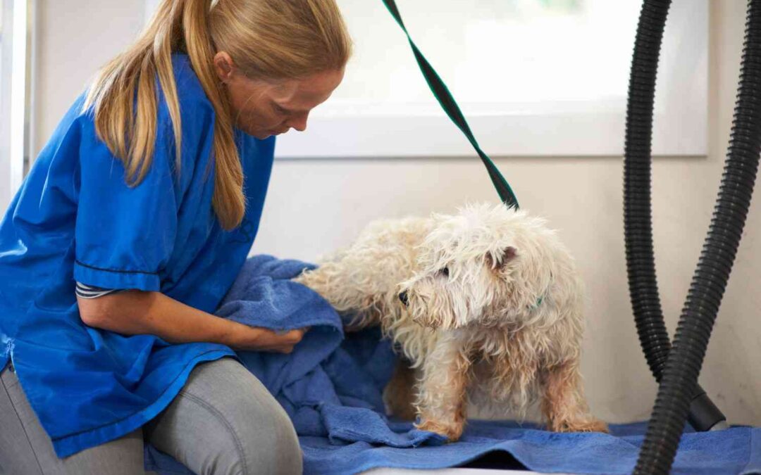 Innovations in Mobile Pet Grooming: What’s New in the Industry?