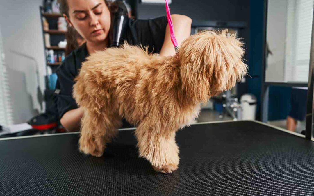 Pet Grooming Insights: Why Pet Parents Must Handle Their Pets With Care