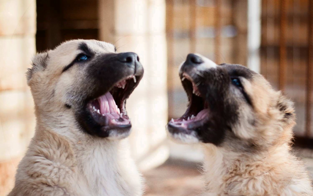 How is Grooming a Puppy Different From Grooming an Adult Dog?