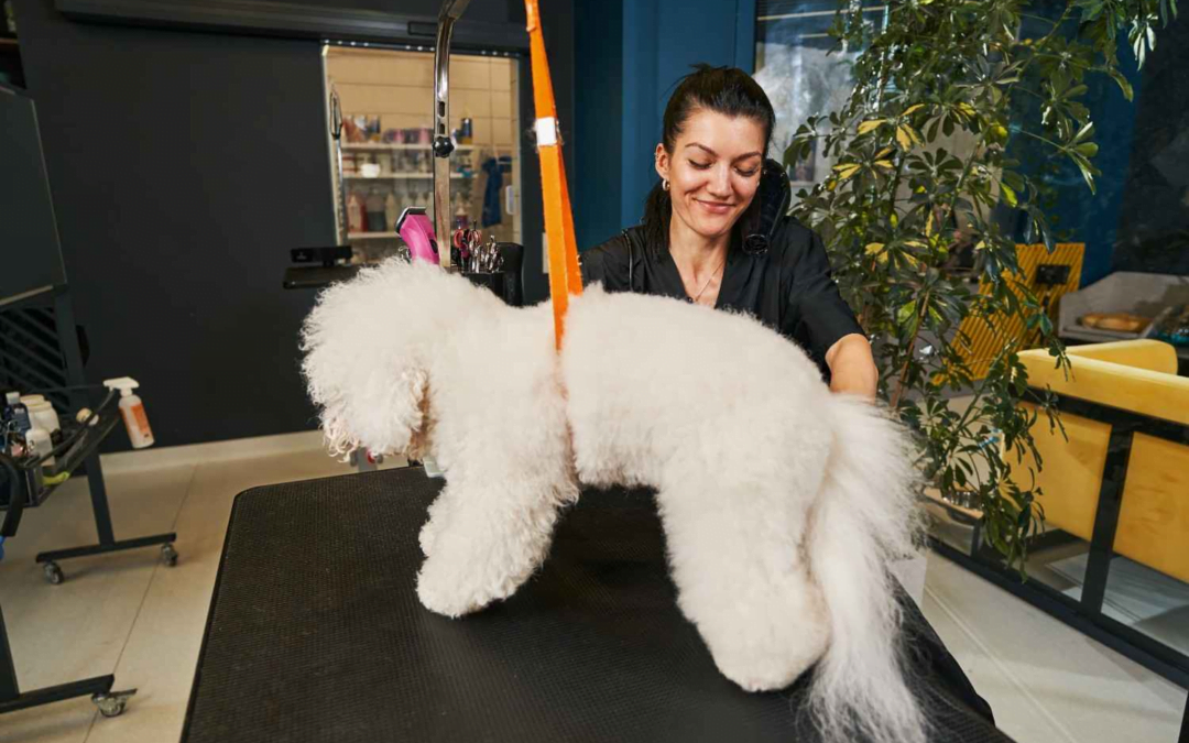 Chain vs. Local Pet Grooming Services – A Tail of Two Choices