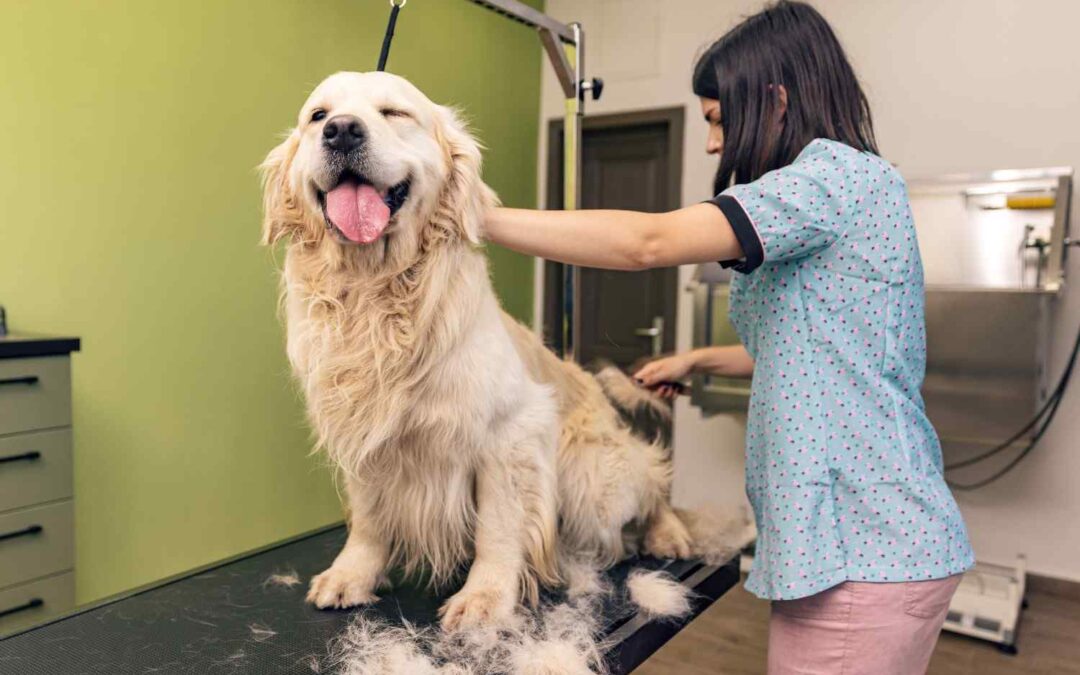 Meet-and-Greet with Pet Groomers: Why Does it Matter?