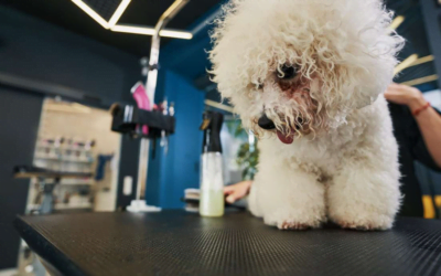 Expanding Services: An Important Factor in Pet Grooming Success