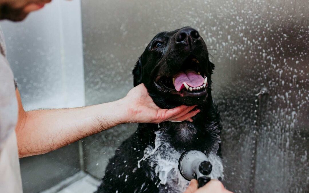 Professional Dog Wash: Know Why It Is a Good Idea