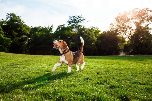 Top of the Line: 12 Best Puppy Groomers in Chicago