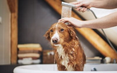 Demystifying pet grooming myths: what you need to know