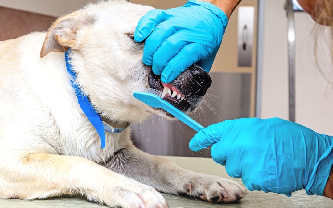 How Pet Groomer Service Providers Enhance a canine Companion’s Well-Being?