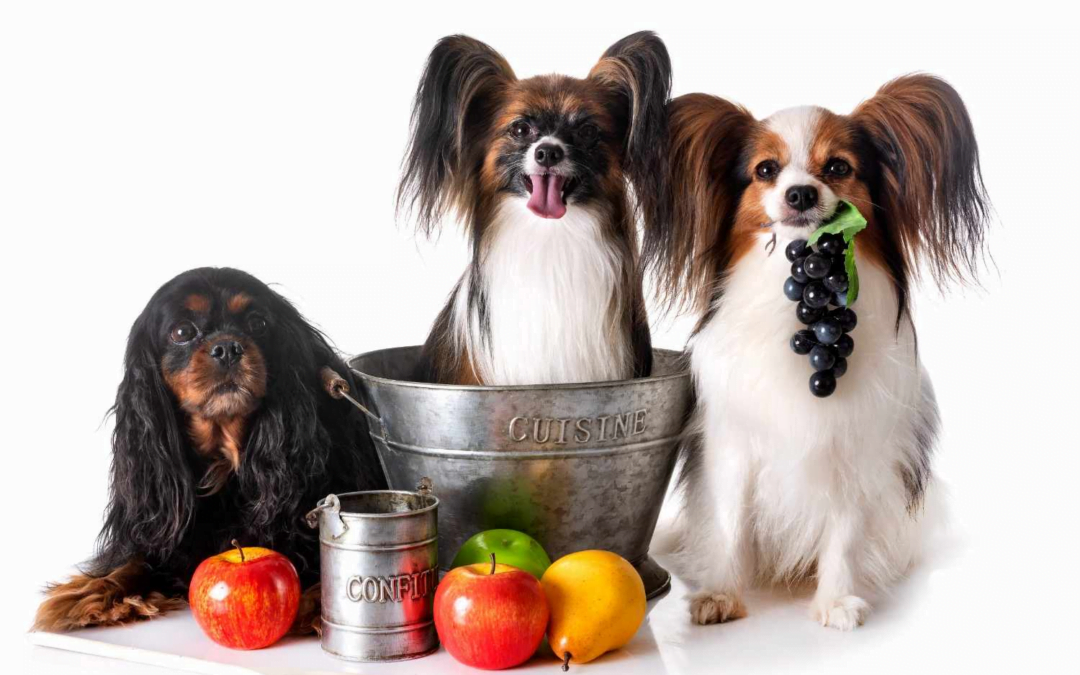 Heart Wants What It Wants: Essential Food Items for Pet Heart Health 