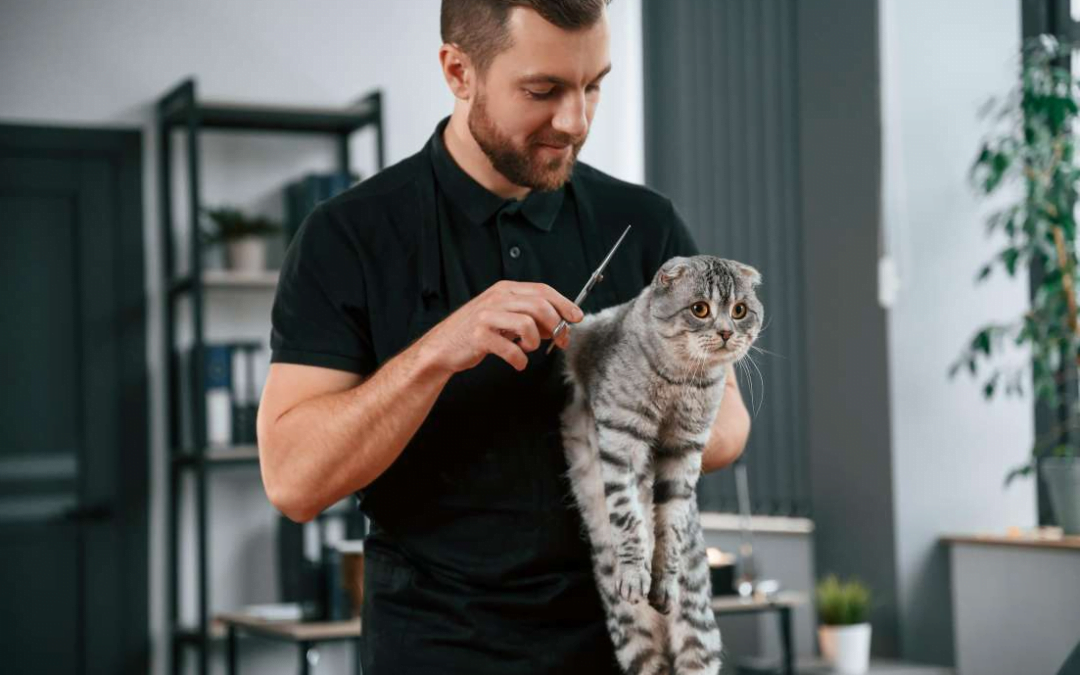 How to Build a Loyal Clientele Base as a Professional Cat Groomer