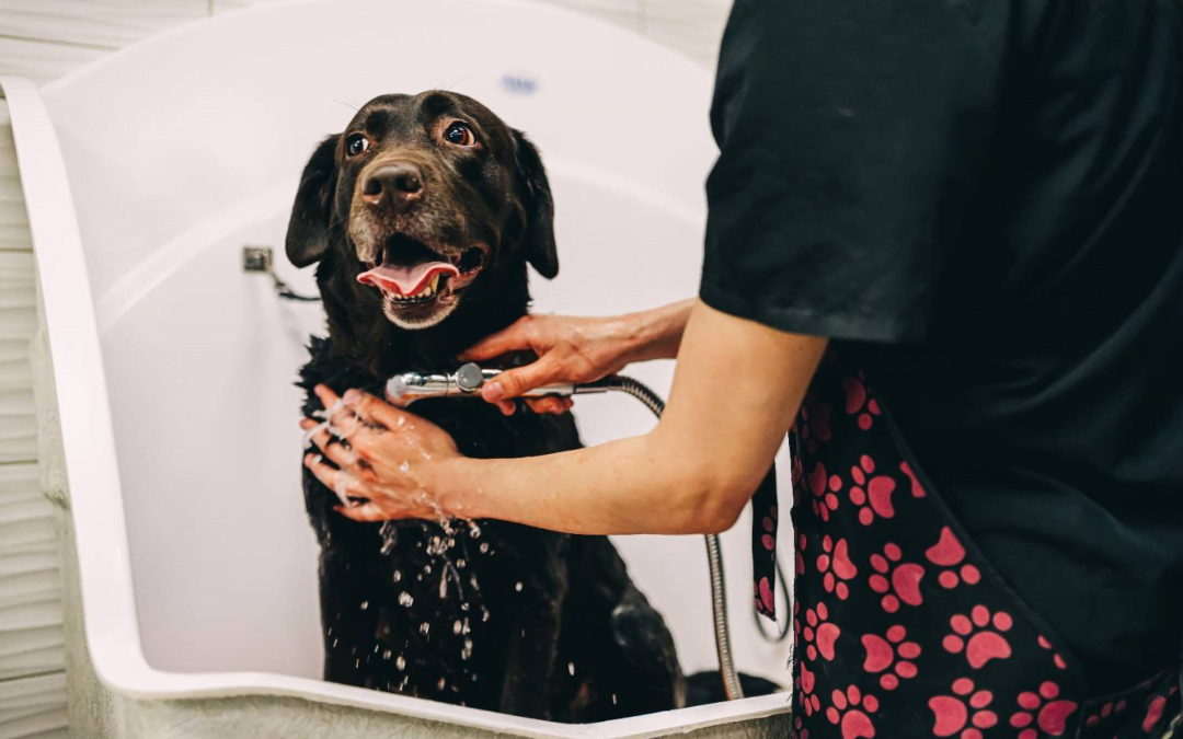 Step-by-Step Guide: From a Dog Lover to a Dog Groomer