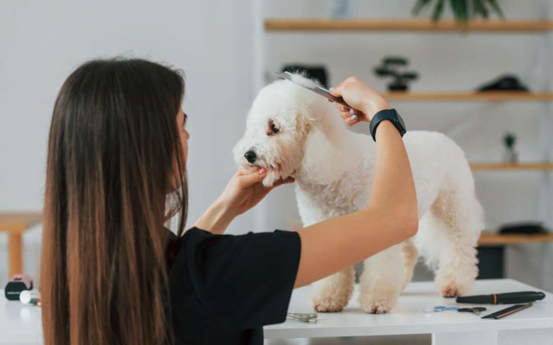 The Importance of Consistently Getting New Pet Grooming Appointments