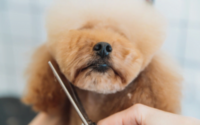 Dog Groomers: The Art of Handling Dogs of Different Temperaments