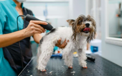 Fur, Tools, and Clutter: Why Decluttering Matters in Pet Grooming?