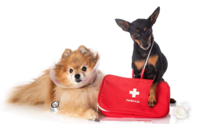 Mastering Pet First Aid for Pet Groomers: 11 Top Tips to Know 