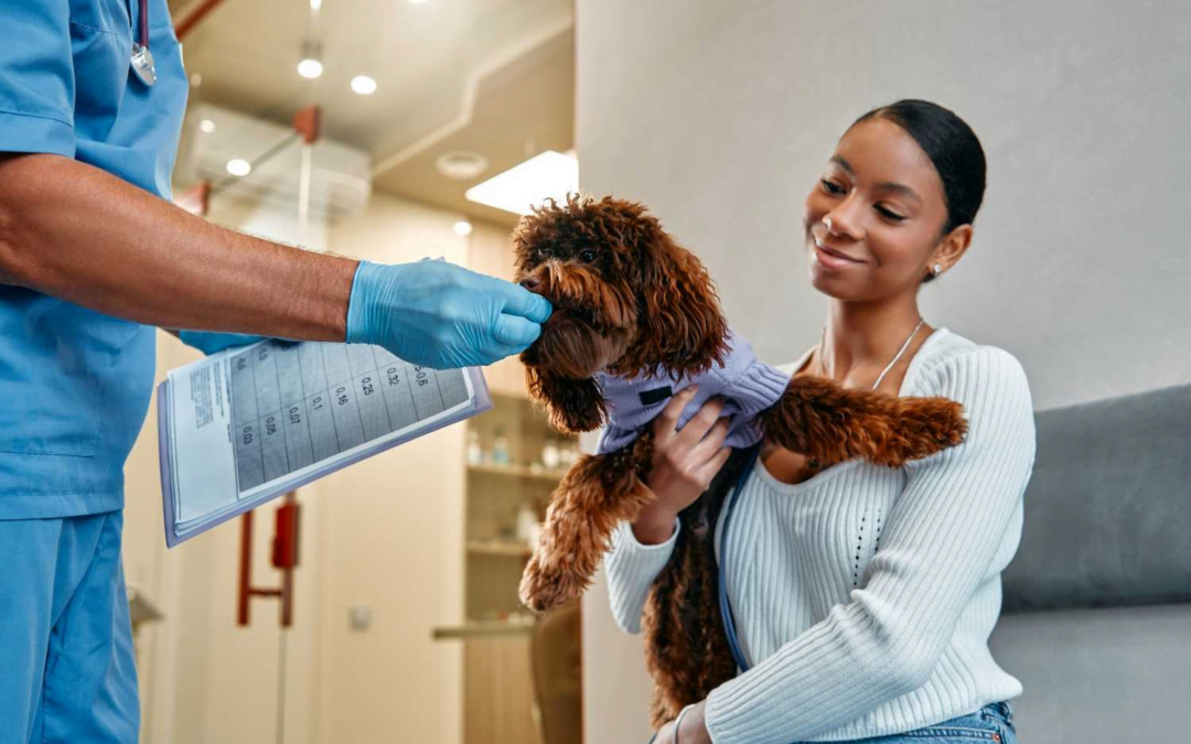 Aiding the Pet Groomers: Where Can You Learn Pet First Aid?