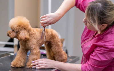 Utilizing Technology: Streamlining Operations in Your Pet Grooming Business