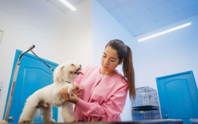 Pet Grooming Path: Steps to a Professional Career in Grooming