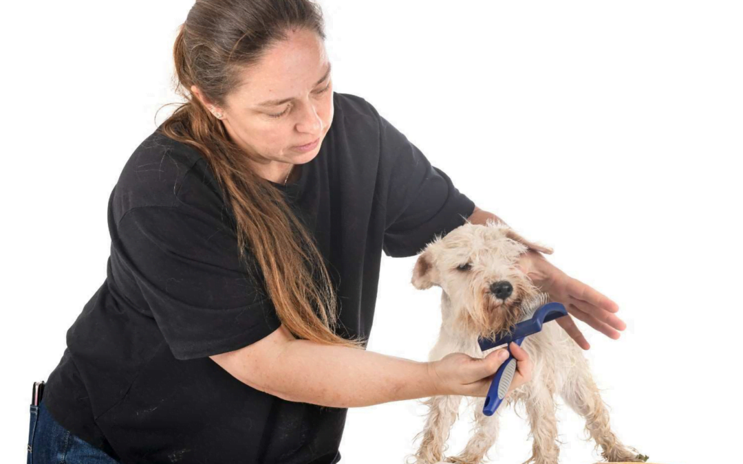 Dog Grooming Injuries: How Can Pet Groomers Treat Them?