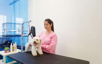 Creating a Pet-Friendly Environment in Your Grooming Salon