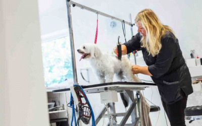 Embracing Evolution: Stay Updated with the Latest Trends in Pet Grooming