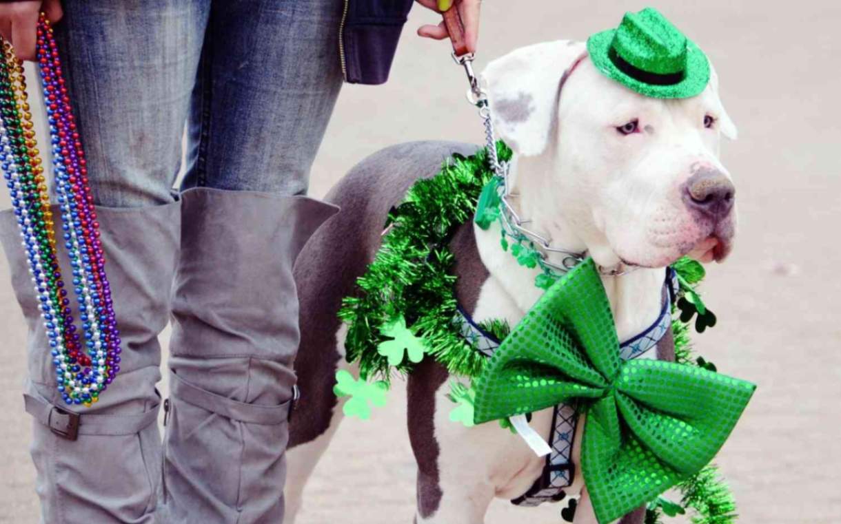 Six Fun Cat and Dog Activities to Try This St. Patrick’s Day