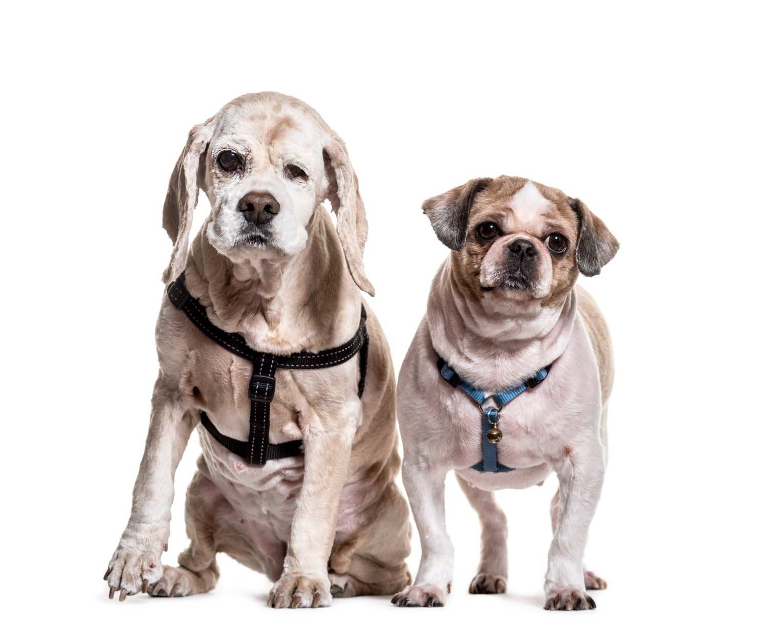 Tailoring Advanced Pet Care: Ensuring Comfort for Your Senior Companion