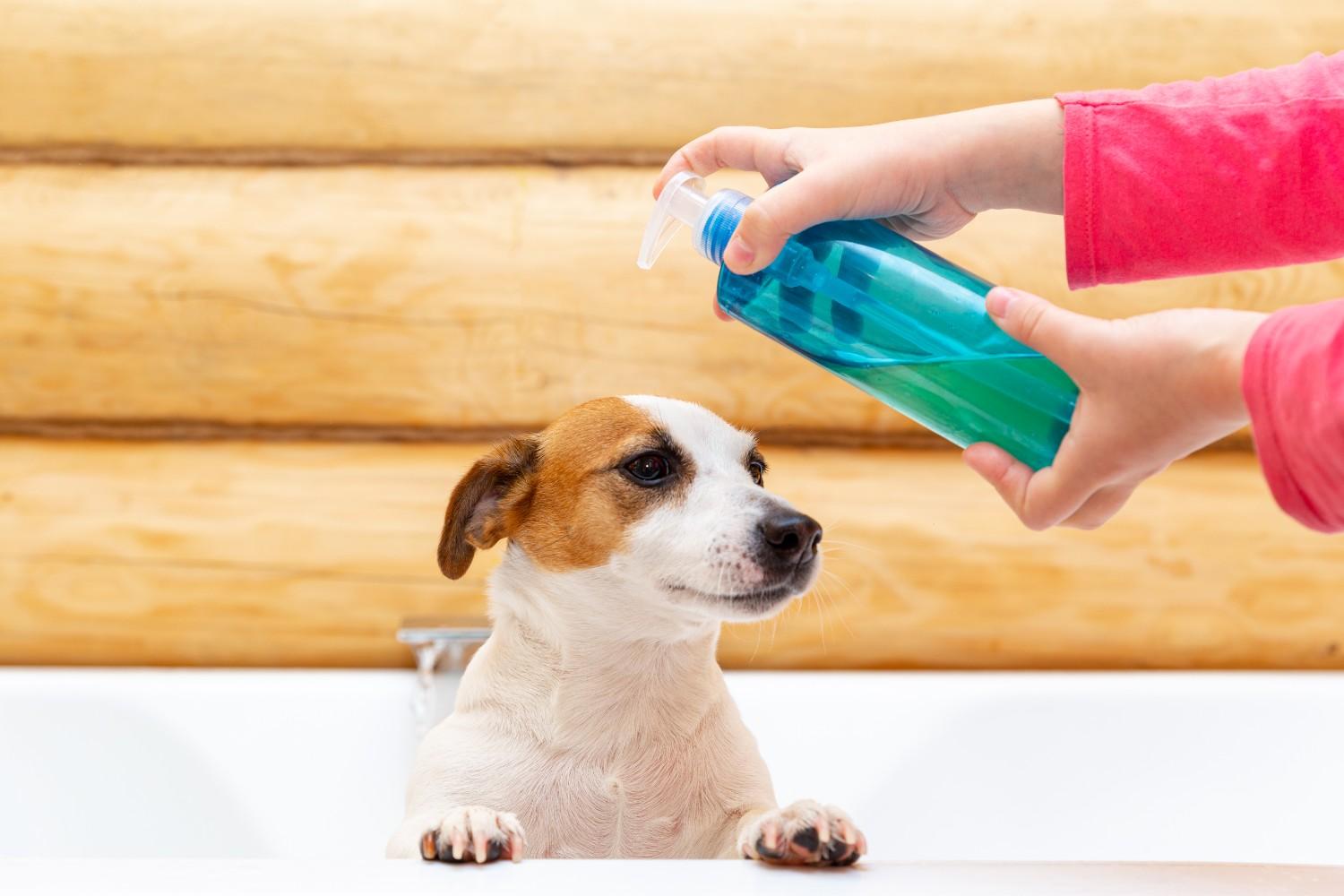 Understanding Pet Grooming Products: What to Look for and Why It Matters