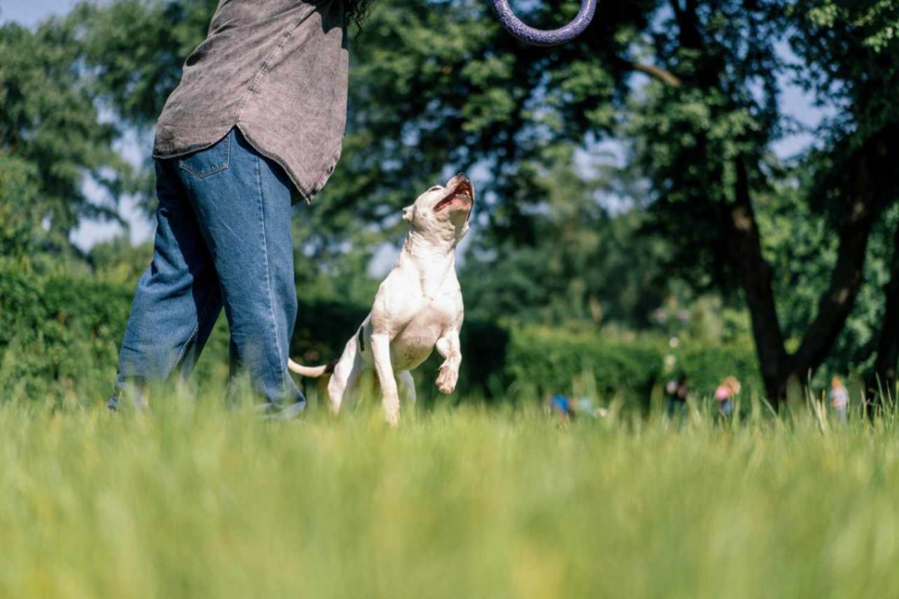 Outdoor Activities for Dogs and Cats: 5 Must Try Activities