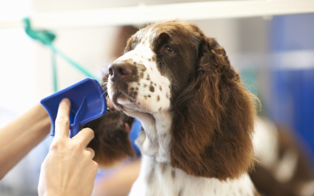 DIY Pet Grooming at Home: Tips And Techniques For Success