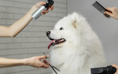 Pawsome Planning: How Pet Groomers Assist in Grooming Schedules for Pets