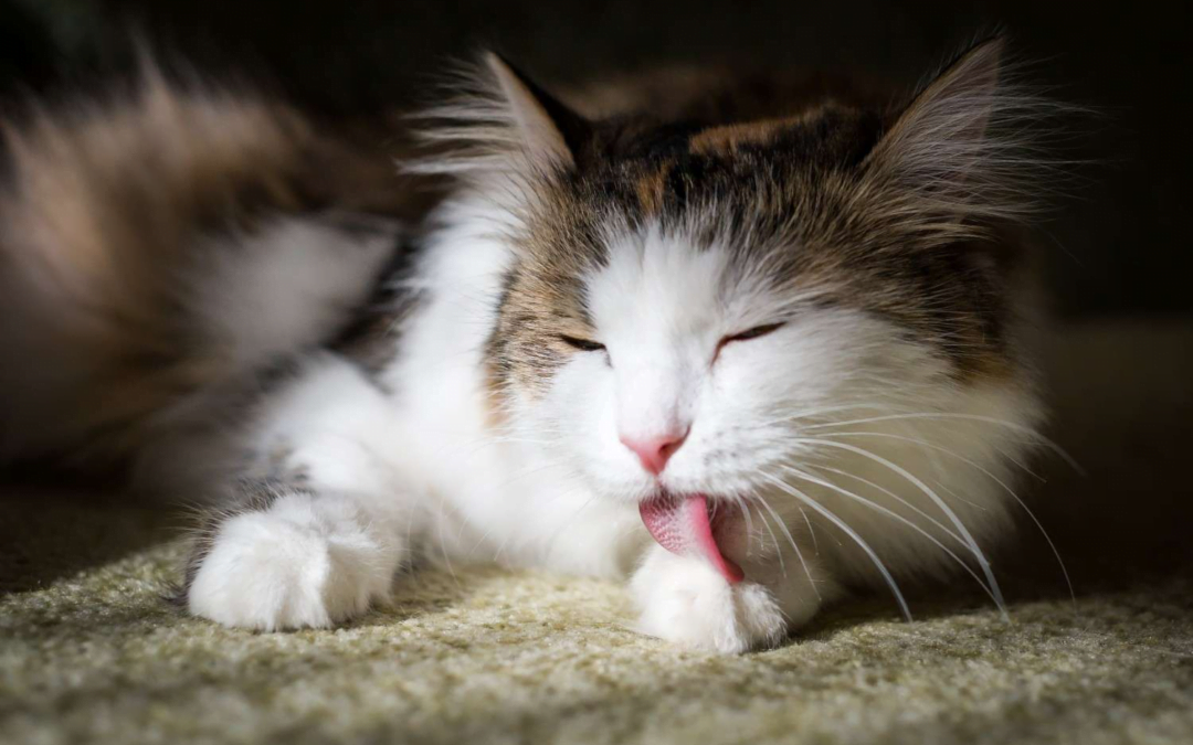 Purr-fectly Pristine: Understanding Why Cats are Masters of Self-Grooming