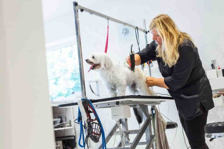 groomer for pets in chicago