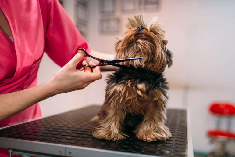 best dog groomer in chicago 