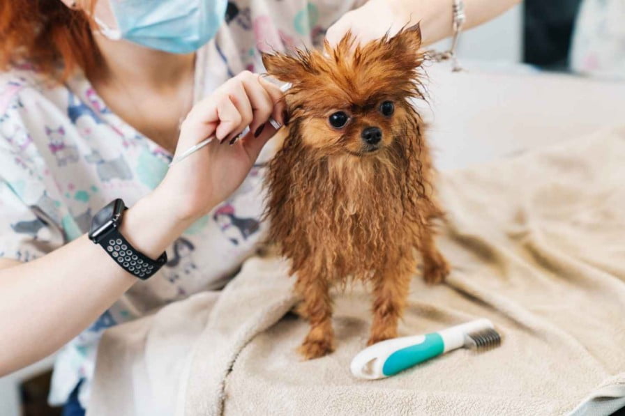 Professional pet groomer in Chicago